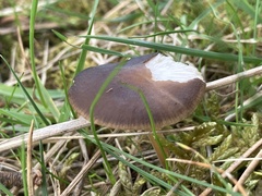 Strobilurus tenacellus