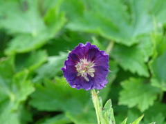 Geranium phaeum