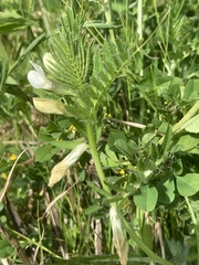 Medicago arabica