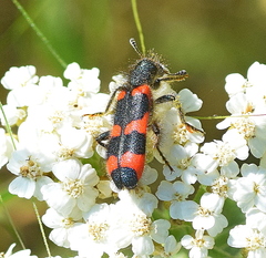 Trichodes punctatus