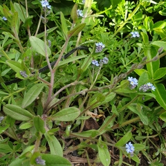 Myosotis arvensis