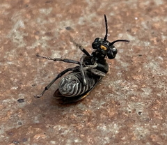 Sciapteryx costalis soror