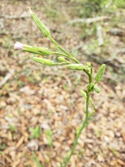 Lactuca graminifolia
