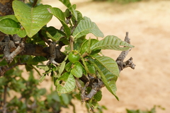 Gardenia resiniflua