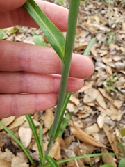 Lactuca graminifolia