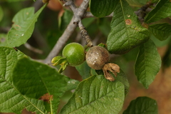 Gardenia resiniflua