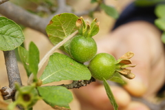 Gardenia resiniflua