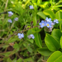 Myosotis arvensis