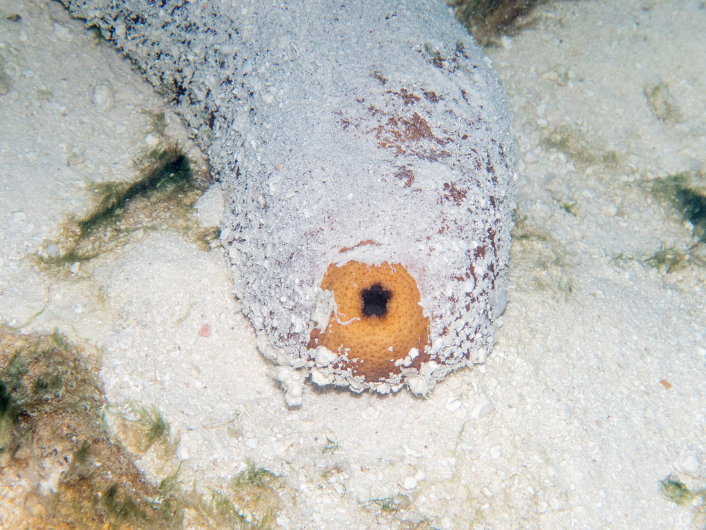 Brown Sandfish