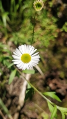 Erigeron karvinskianus image