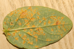 Uredo androsaemi