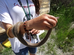 Dolichophis schmidti