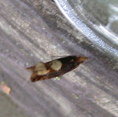 Epinotia trigonella