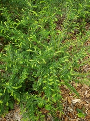 Taxus floridana