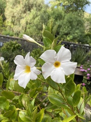 Rhabdadenia biflora