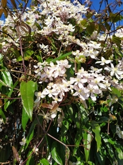 Clematis armandii