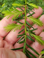 Taxus floridana