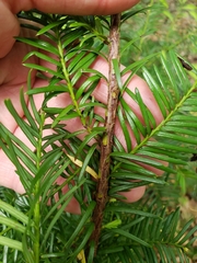 Taxus floridana