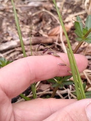 Melica nutans