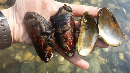 Northern Horse Mussel