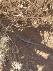 Aspidoscelis neomexicanus