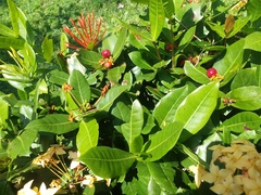 Ixora coccinea