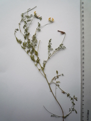 Lotus stepposus