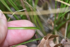 Carex retroflexa