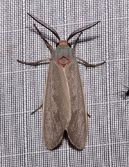 Pygarctia murina