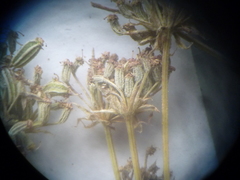 Seseli arenarium