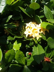Ixora coccinea