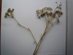 Seseli arenarium