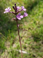 Buchnera floridana image