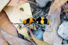 Dasymutilla munifica