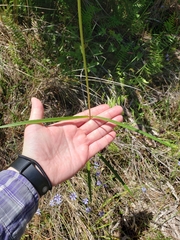Asclepias lanceolata image