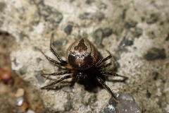 Emertonella taczanowskii