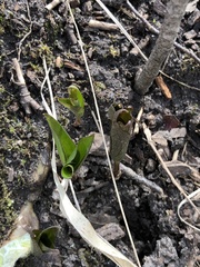 Trillium grandiflorum