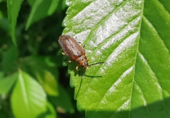 Galerucella grisescens