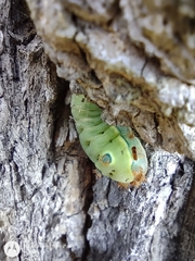 Acharia bonaerensis