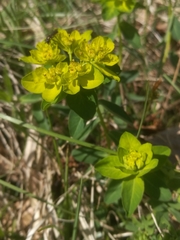 Euphorbia verrucosa