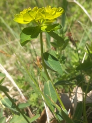 Euphorbia verrucosa