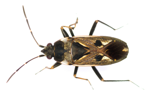 bright-spotted groundbug