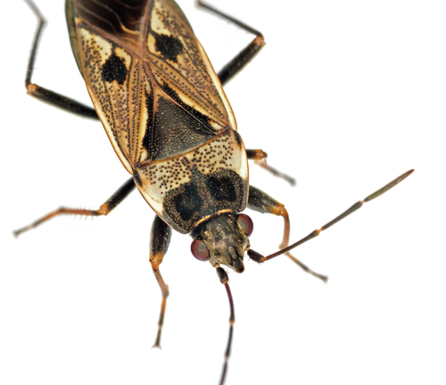 bright-spotted groundbug