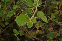 Grewia villosa