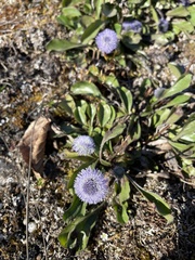 Globularia bisnagarica