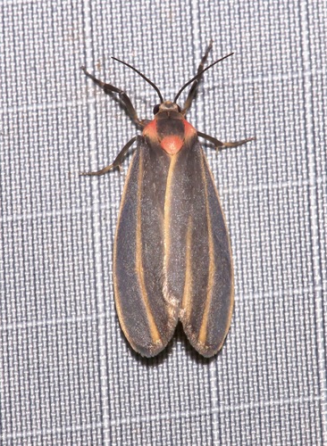 Haematomis uniformis photo 3