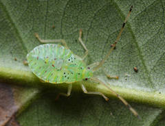 Urolabida
