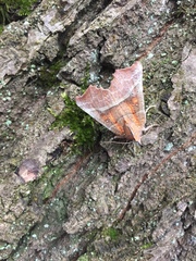 Scoliopteryx libatrix