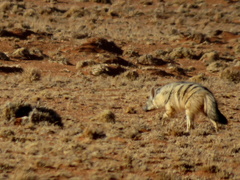 Proteles cristatus