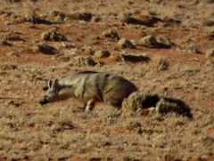 Proteles cristatus